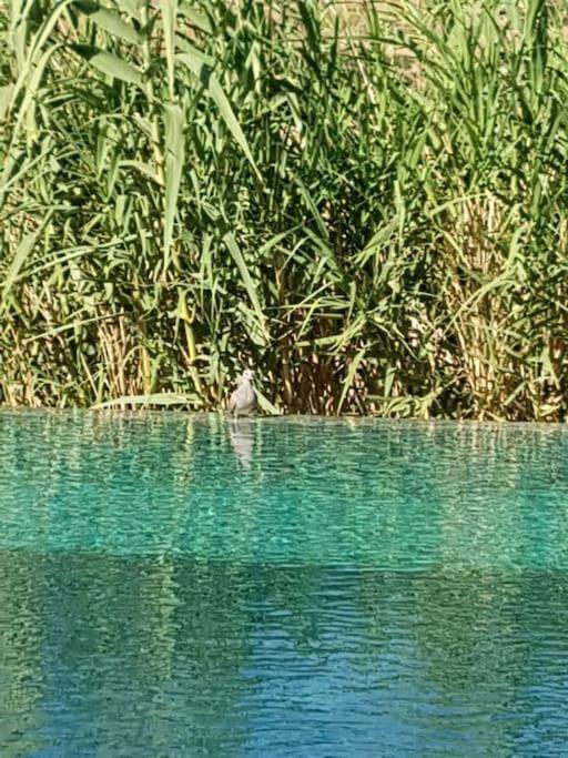 Le Figuier Du Lac Bin Elouidane المظهر الخارجي الصورة